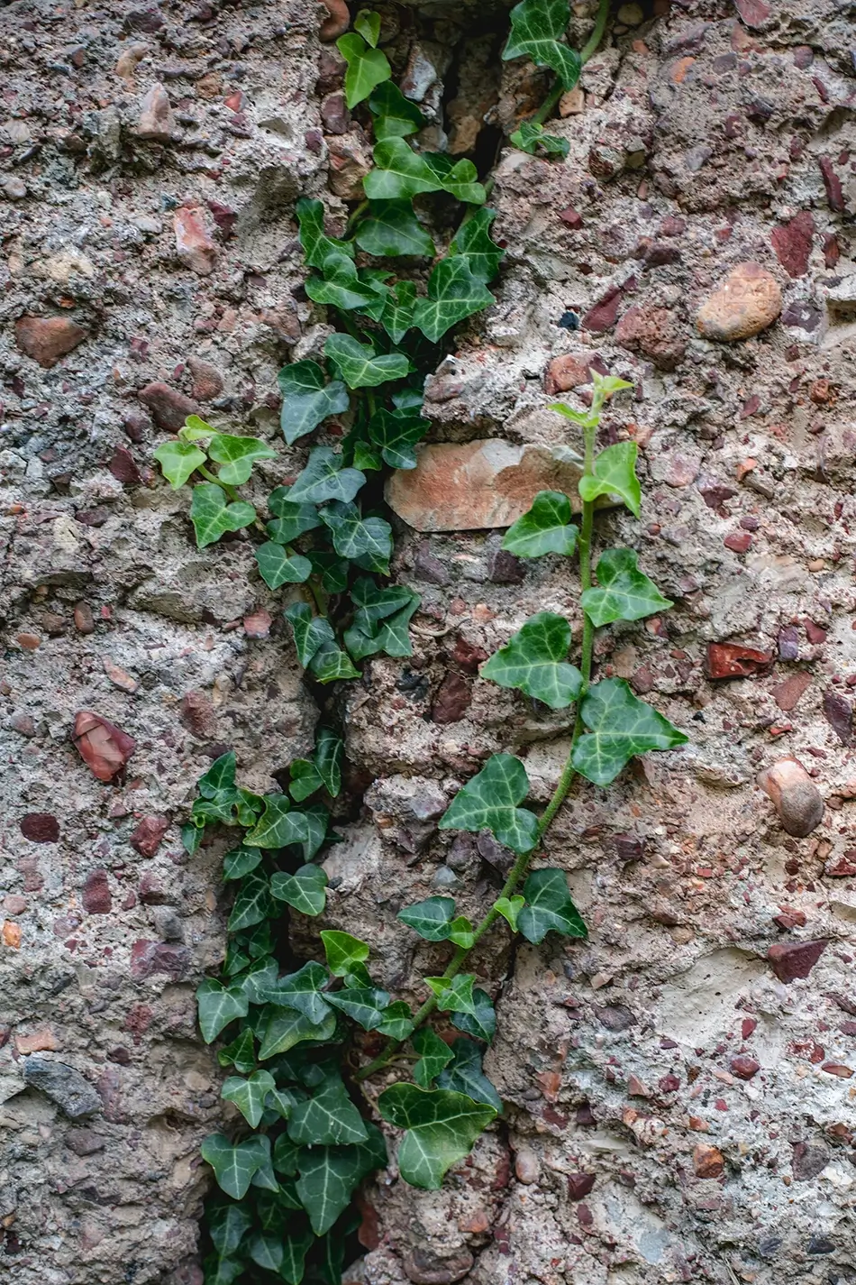 Mammoth Spring State Park Ivy Climbing Stone Wall, Mammouth Spring, Arkansas · United States