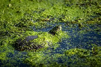 Mammoth Spring State Park Turtle Among Duckweed, Mammouth Spring, Arkansas