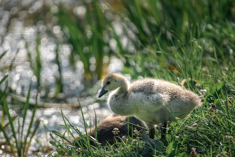 Mammoth Springs State Park Gosling in Sunlit Grass, Mammouth Spring, Arkansas · United States