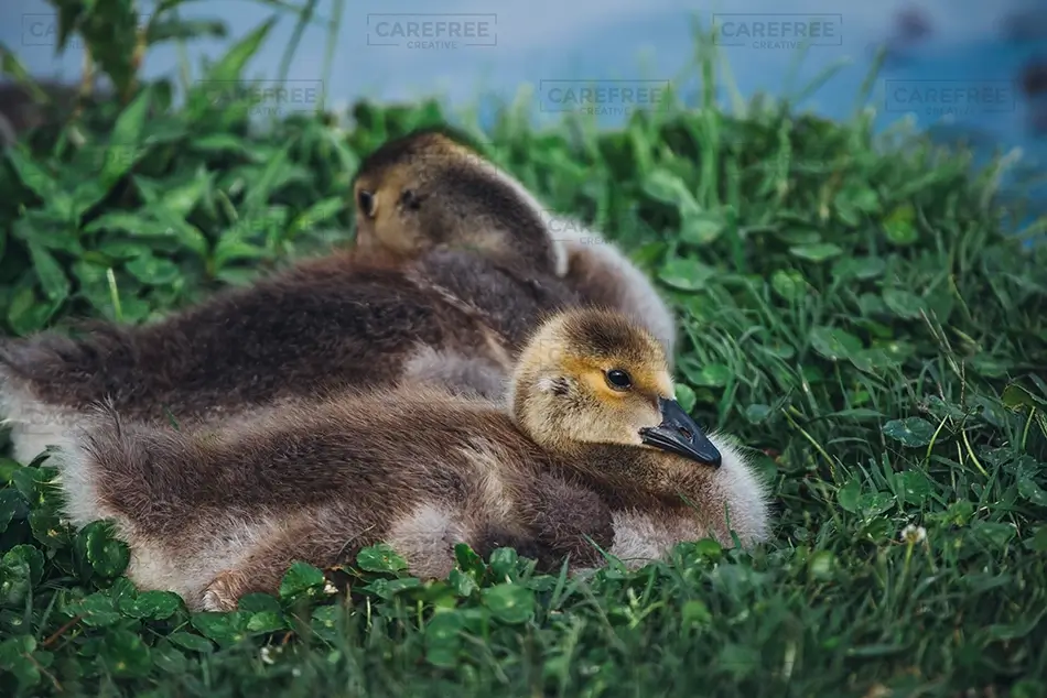 Mammoth Springs State Park Goslings Resting on Grass