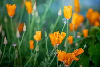 Mammoth Spring State Park Orange California Poppies, Mammouth Spring, Arkansas