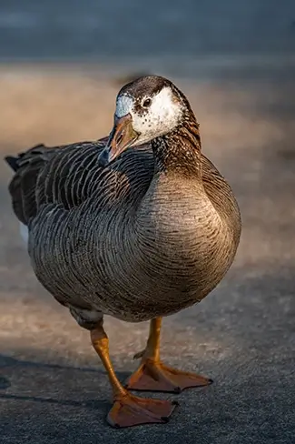 Mammoth Springs State Park Duck Portrait Close Up, Mammouth Spring, Arkansas