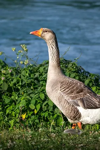 Mammoth Springs State Park Goose by Water, Mammouth Spring, Arkansas