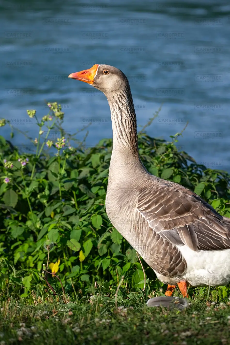 Mammoth Springs State Park Goose by Water