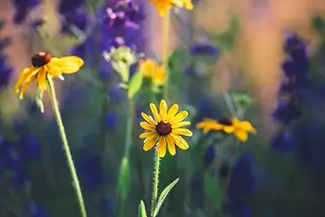Mammoth Spring State Park Black Eyed Susan Wildflowers, Mammouth Spring, Arkansas
