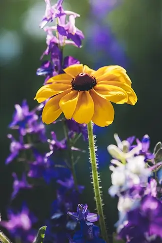 Mammoth Spring State Park Black Eyed Susan Bloom, Mammouth Spring, Arkansas
