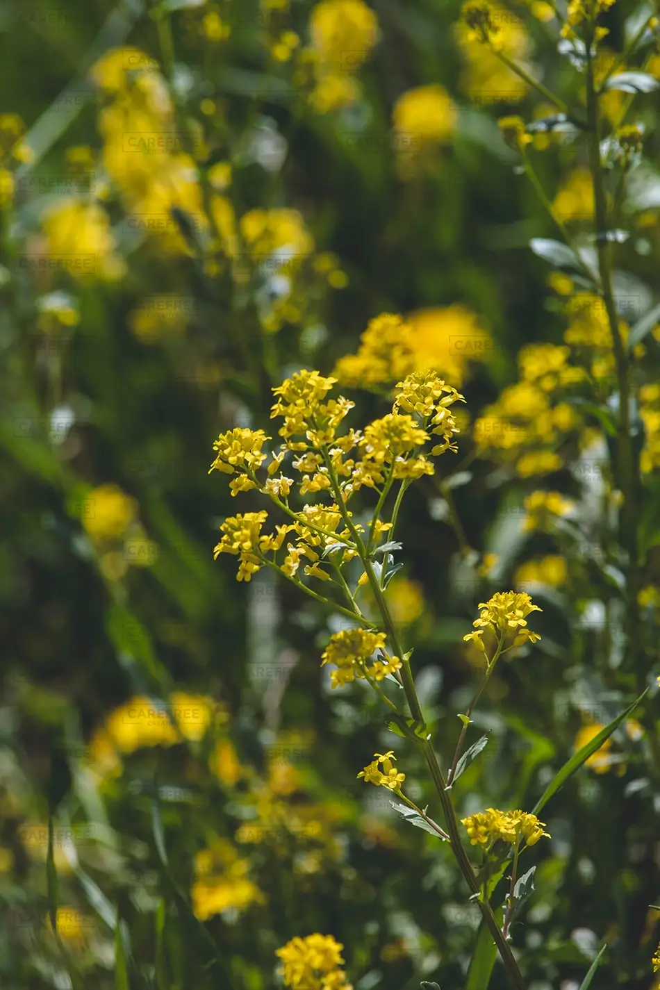 Maroon Bells Vibrant Yellow Western Wallflower in Bloom, Aspen, Colorado · United States