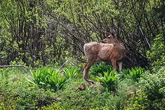 Maroon Bells Young Deer in Lush Greenery, Aspen, Colorado