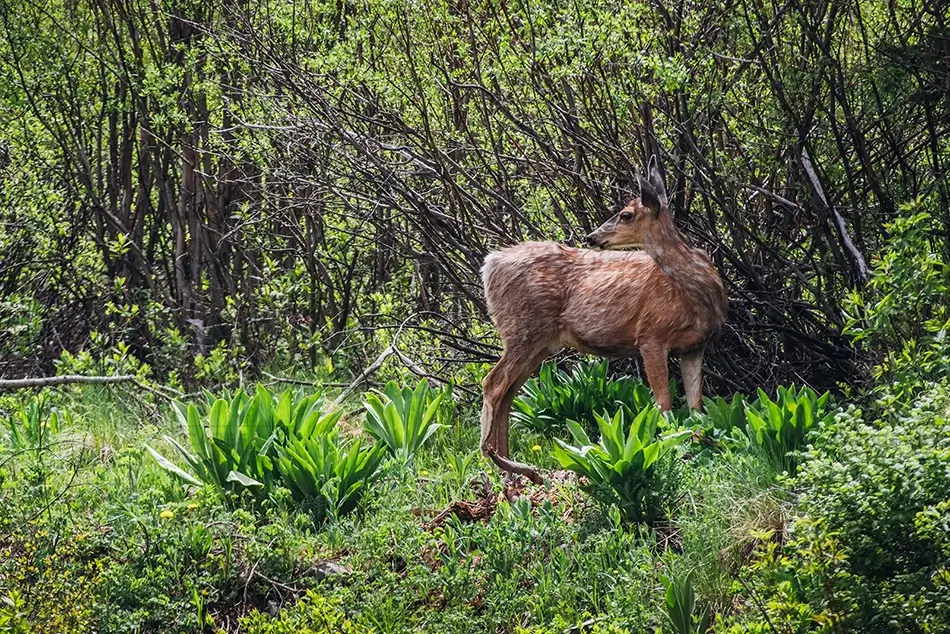 Maroon Bells Young Deer in Lush Greenery, Aspen, Colorado · United States