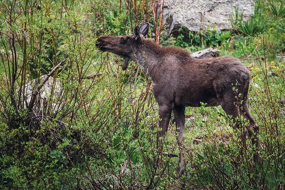 Maroon Bells Moose Grazing Among Green Foliage, Aspen, Colorado · United States