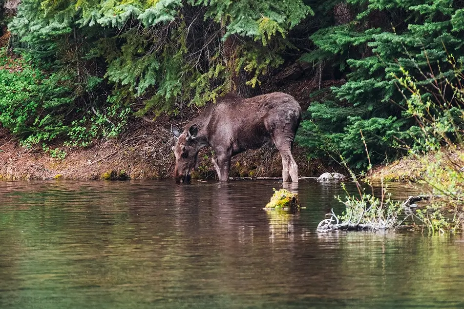 Maroon Bells Moose Drinking by Water, Aspen, Colorado · United States