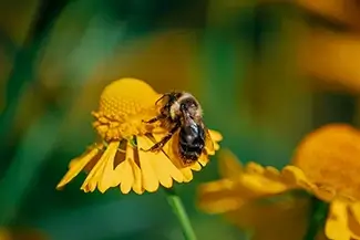 Mass Audubon Wellfleet Sanctuary Bumblebee Pollinator on Sneezeweed, South Wellfleet, Massachusetts