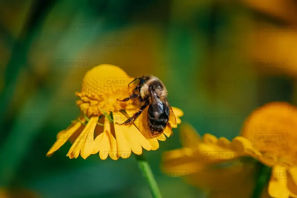 Mass Audubon Wellfleet Sanctuary Bumblebee Pollinator on Sneezeweed, South Wellfleet, Massachusetts · United States