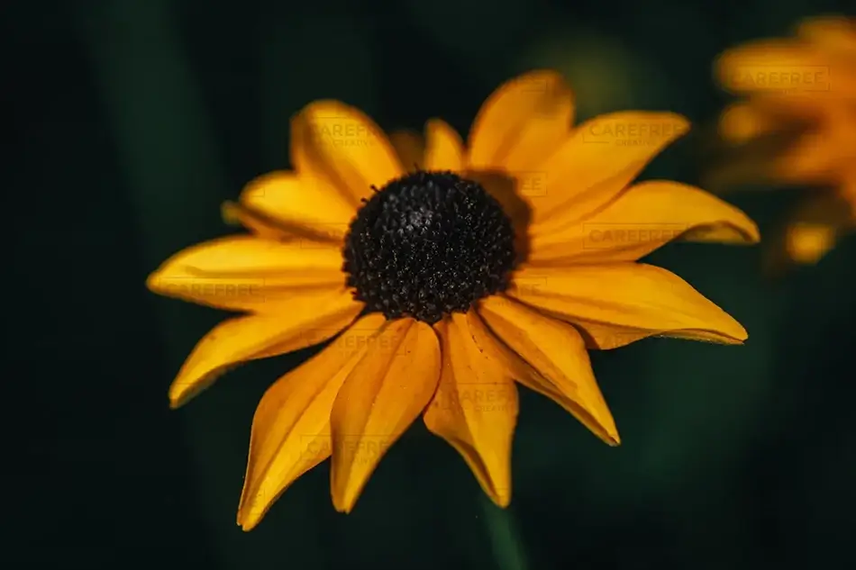 Mass Audubon Wellfleet Sanctuary Golden Black-Eyed Susan, South Wellfleet, Massachusetts · United States
