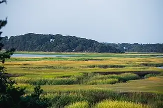 Mass Audubon Wellfleet Sanctuary Reeds Along the Walk, South Wellfleet, Massachusetts