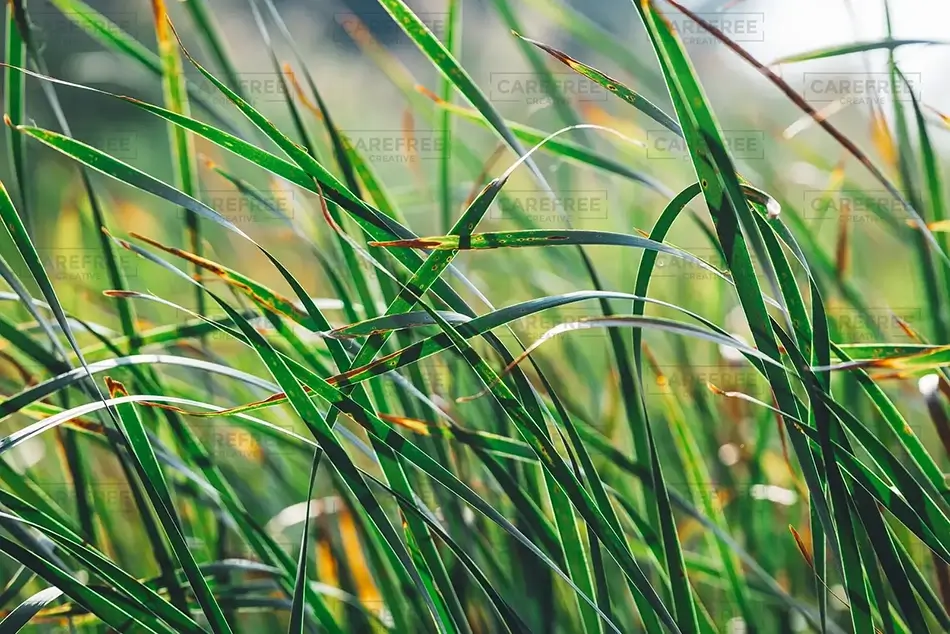 Mass Audubon Wellfleet Sanctuary Morning Dew on Reed Grass, South Wellfleet, Massachusetts · United States
