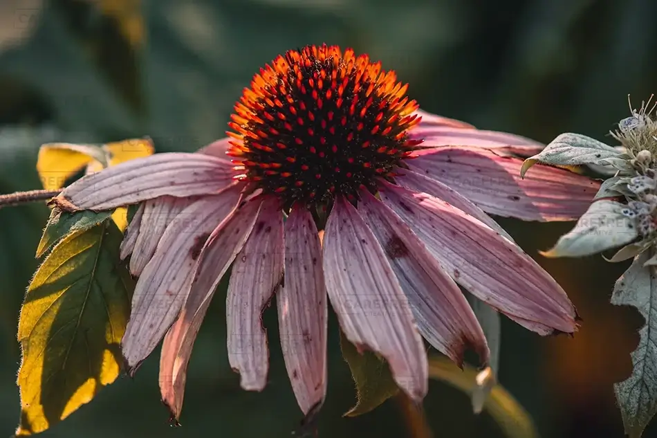 Mass Audubon Wellfleet Sanctuary Echinacea Close-Up, South Wellfleet, Massachusetts · United States