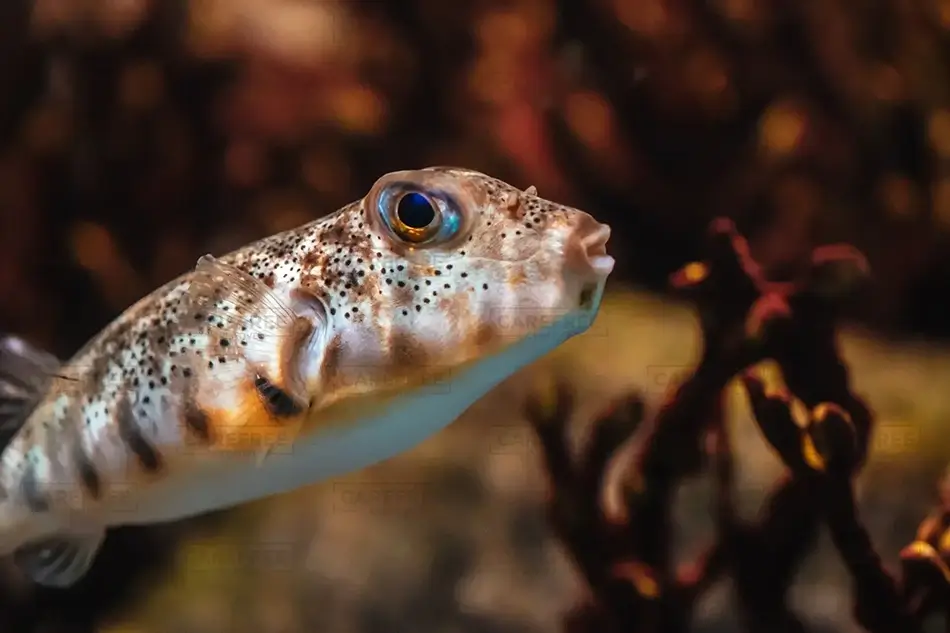 Mass Audubon Wellfleet Sanctuary Pufferfish, South Wellfleet, Massachusetts · United States