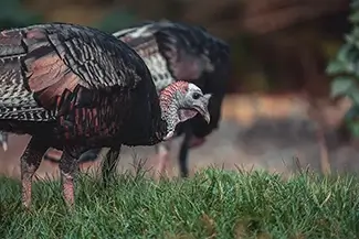 Mass Audubon Wellfleet Sanctuary Wild Turkeys, South Wellfleet, Massachusetts