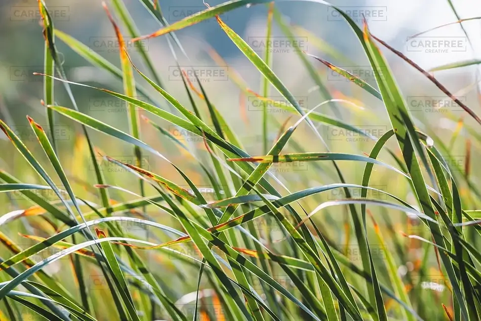 Mass Audubon Wellfleet Sanctuary Windswept Reed Grasses, South Wellfleet, Massachusetts · United States