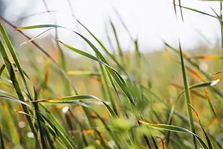 Mass Audubon Wellfleet Sanctuary Reed Grass Whispering Wind, South Wellfleet, Massachusetts