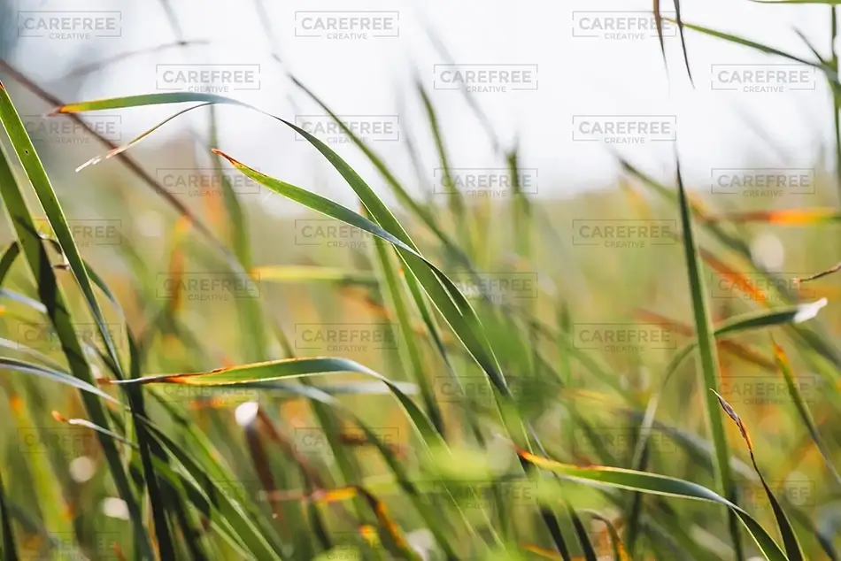 Mass Audubon Wellfleet Sanctuary Reed Grass Whispering Wind, South Wellfleet, Massachusetts · United States