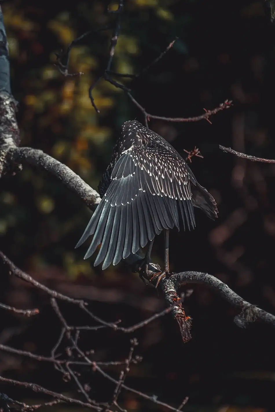 Mass Audubon Wellfleet Sanctuary Juvenile Black-crowned Night Heron Wings Spread, South Wellfleet, Massachusetts · United States