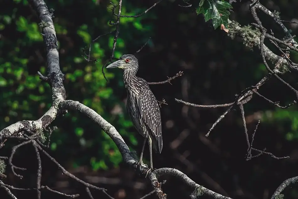 Mass Audubon Wellfleet Sanctuary Juvenile Black-crowned Night Heron Perch, South Wellfleet, Massachusetts · United States