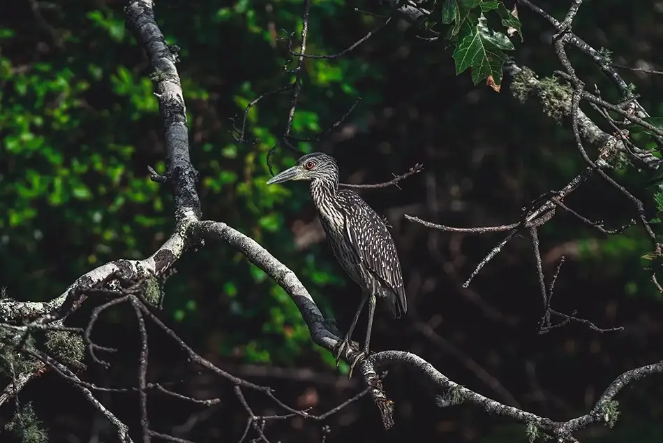 Mass Audubon Wellfleet Sanctuary Heron, South Wellfleet, Massachusetts · United States