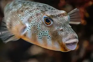 Mass Audubon Wellfleet Sanctuary Pufferfish Gaze, South Wellfleet, Massachusetts