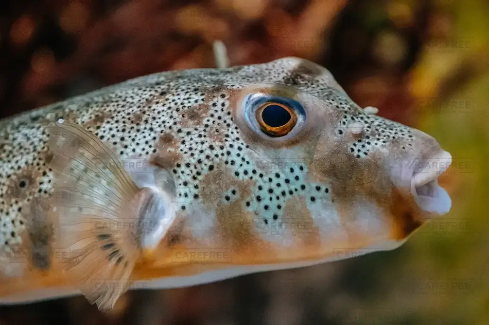 Mass Audubon Wellfleet Sanctuary Pufferfish Profile, South Wellfleet, Massachusetts · United States