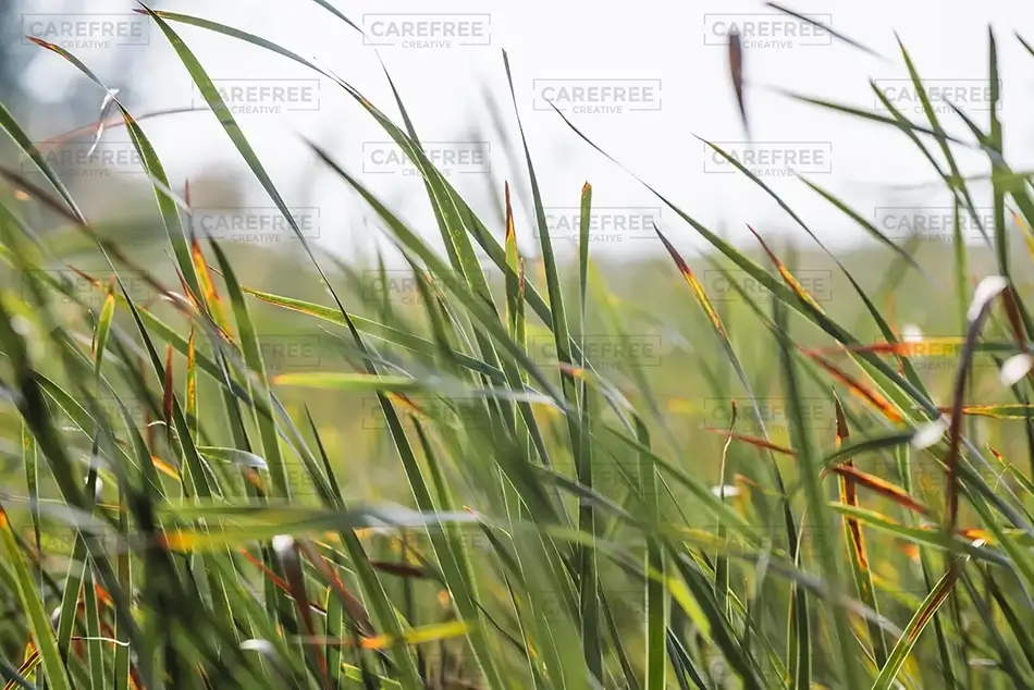 Mass Audubon Wellfleet Sanctuary Reed Silhouettes, South Wellfleet, Massachusetts · United States