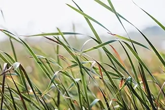 Mass Audubon Wellfleet Sanctuary Marsh Reeds, South Wellfleet, Massachusetts