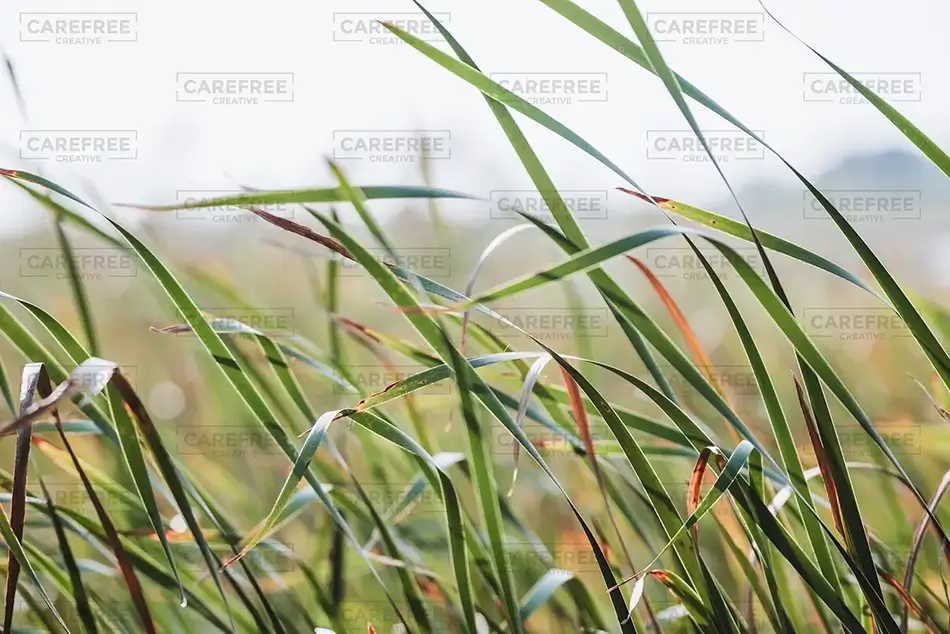 Mass Audubon Wellfleet Sanctuary Marsh Reeds, South Wellfleet, Massachusetts · United States