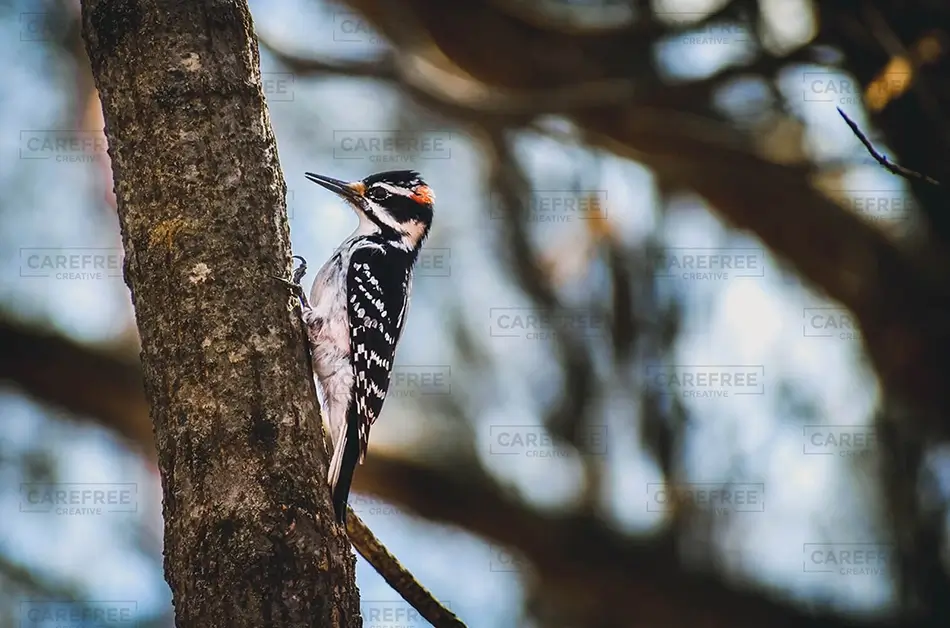 Male Woodpecker On Tree, Massachusetts · United States