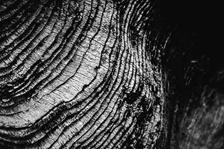 McVay Rock State Recreation Site Textured Bark Macro, Brookings, Oregon