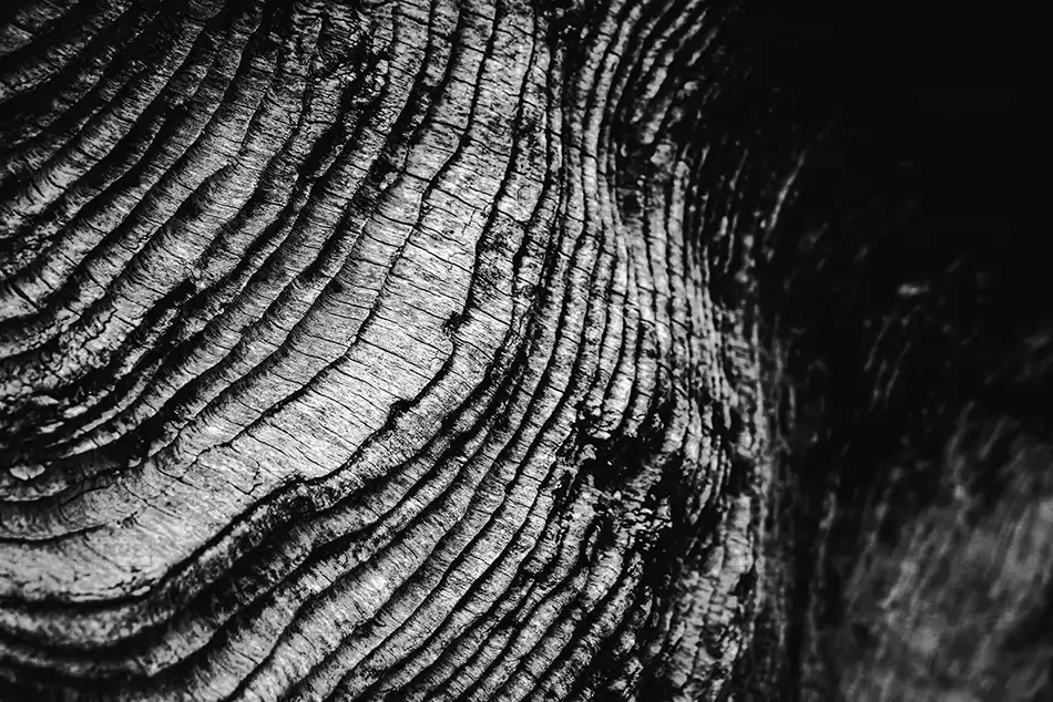 McVay Rock State Recreation Site Textured Bark Macro, Brookings, Oregon · United States