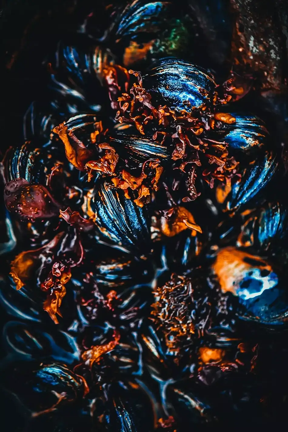 McVay Rock State Recreation Site Vibrant Mussel Bed, Brookings, Oregon · United States