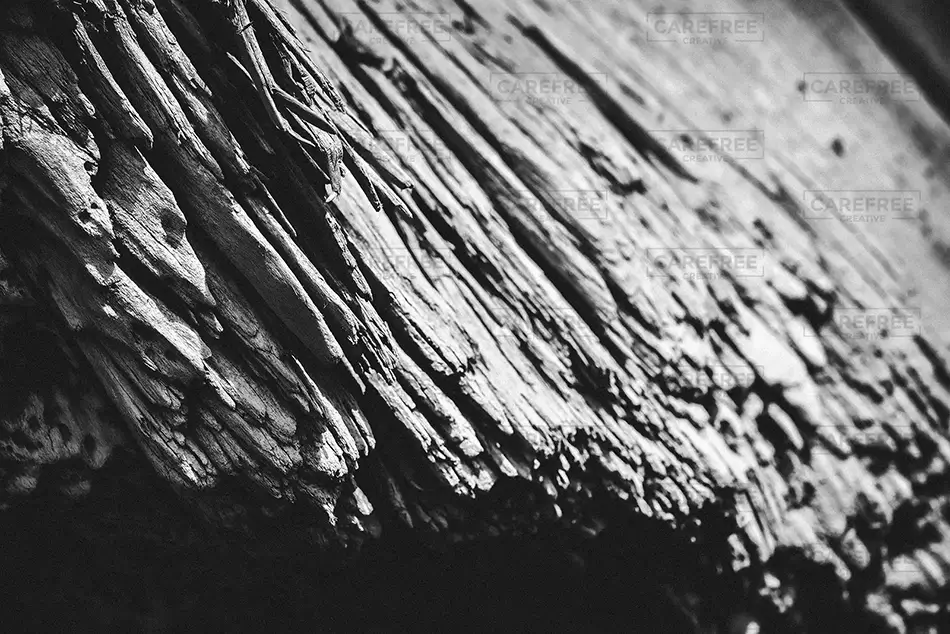 McVay Rock State Recreation Site Jagged Wood Formation, Brookings, Oregon · United States