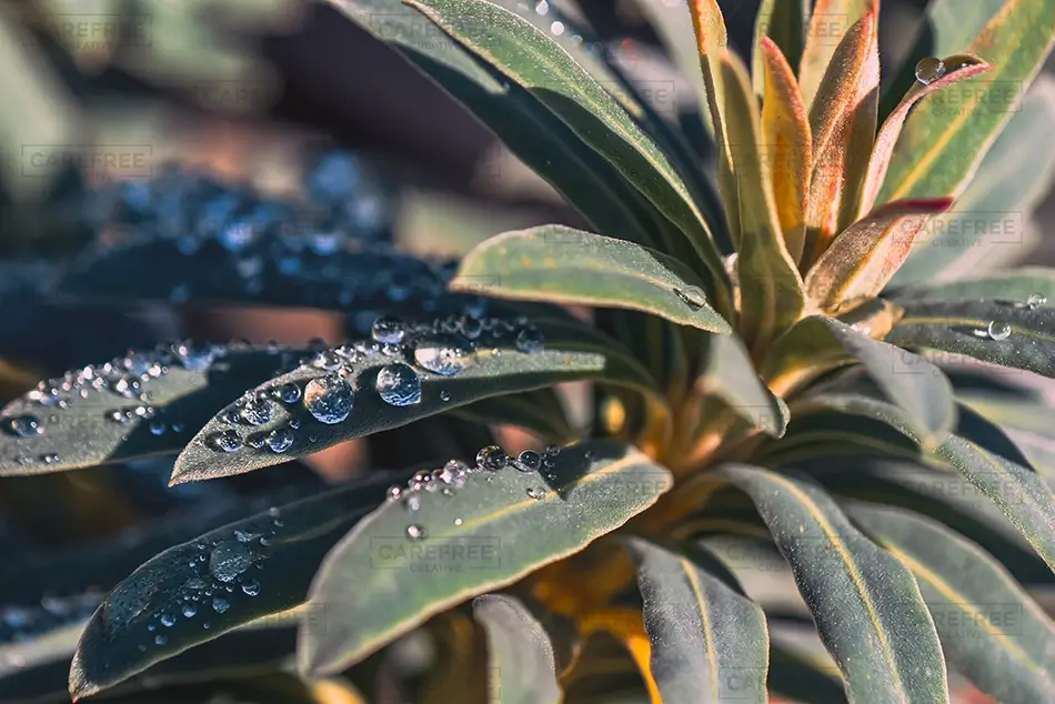 Mendocino Botanical Gardens Dewdrops On Leaves, Fort Bragg, California · United States