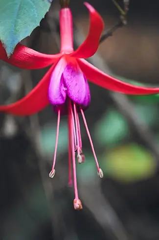 Mendocino Botanical Gardens Red Purple Fuchsia Bloom, Fort Bragg, California