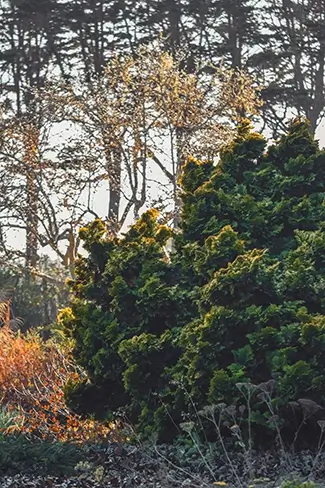 Mendocino Botanical Gardens Evergreen Shrub Autumn Foliage, Fort Bragg, California
