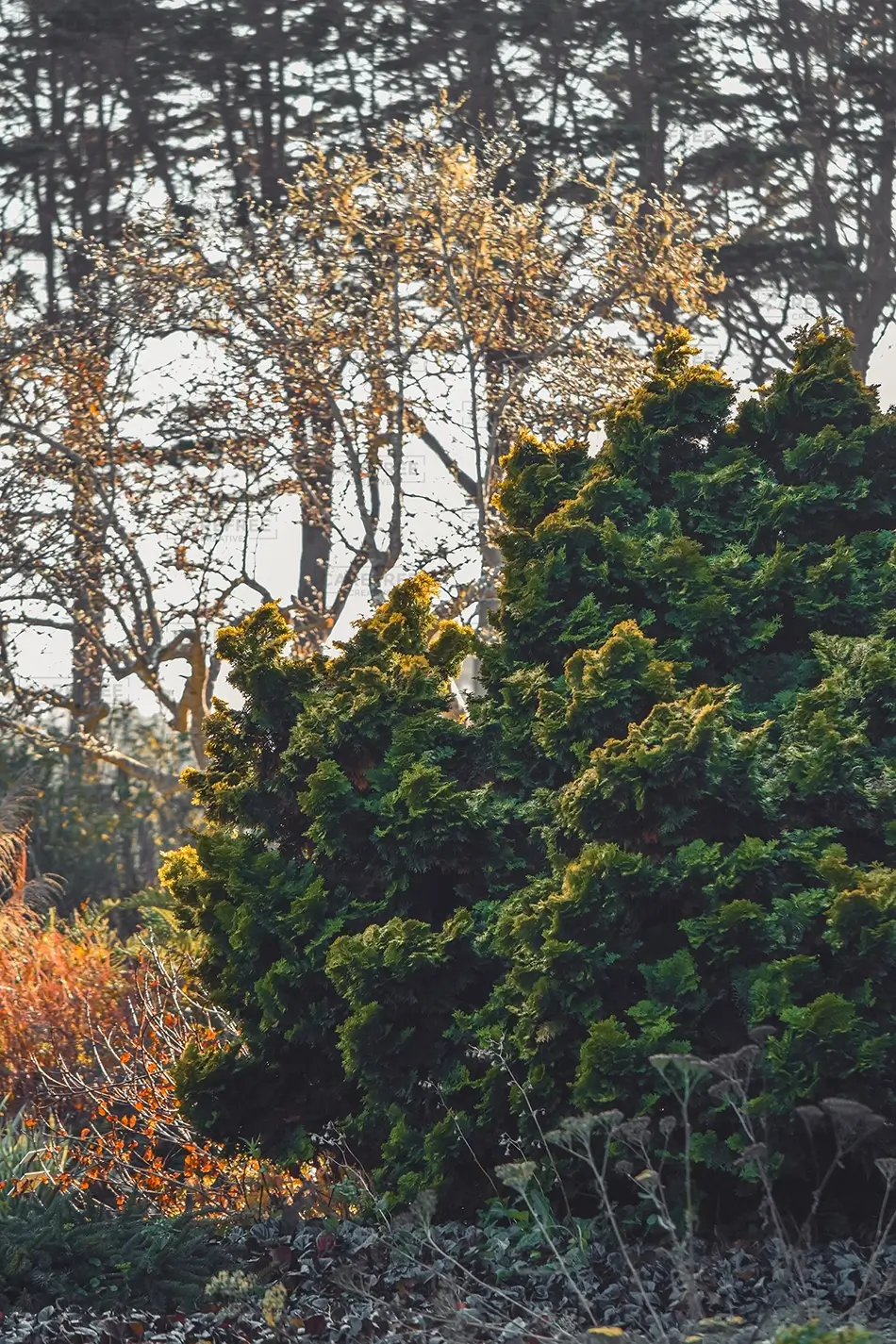Mendocino Botanical Gardens Evergreen Shrub Autumn Foliage, Fort Bragg, California · United States