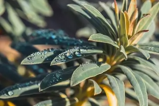 Mendocino Botanical Gardens Dewy Green Leaves, Fort Bragg, California