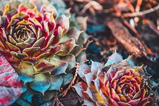 Mendocino Botanical Gardens Colorful Succulent Rosettes, Fort Bragg, California