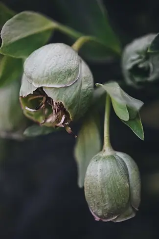 Mendocino Botanical Gardens Pale Green Hellebore Blooms, Fort Bragg, California