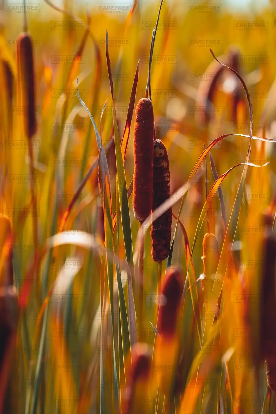 Mer Bleue Bog Cattail Illumination, Ottowa, Ontario · Canada