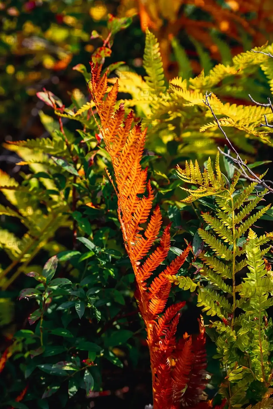 Mer Bleue Bog Bracken Fern Radiance, Ottowa, Ontario · Canada