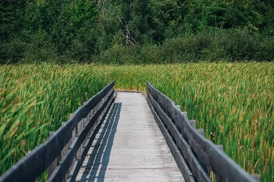 Mer Bleue Bog Boardwalk Amongst the Reeds, Ottowa, Ontario · Canada
