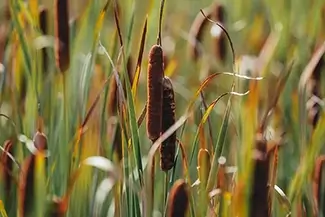 Mer Bleue Bog Cattail Sentinels, Ottowa, Ontario